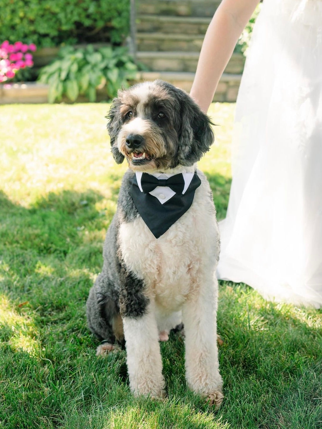 Wedding-Ready Pet Dog Tuxedo Bandana