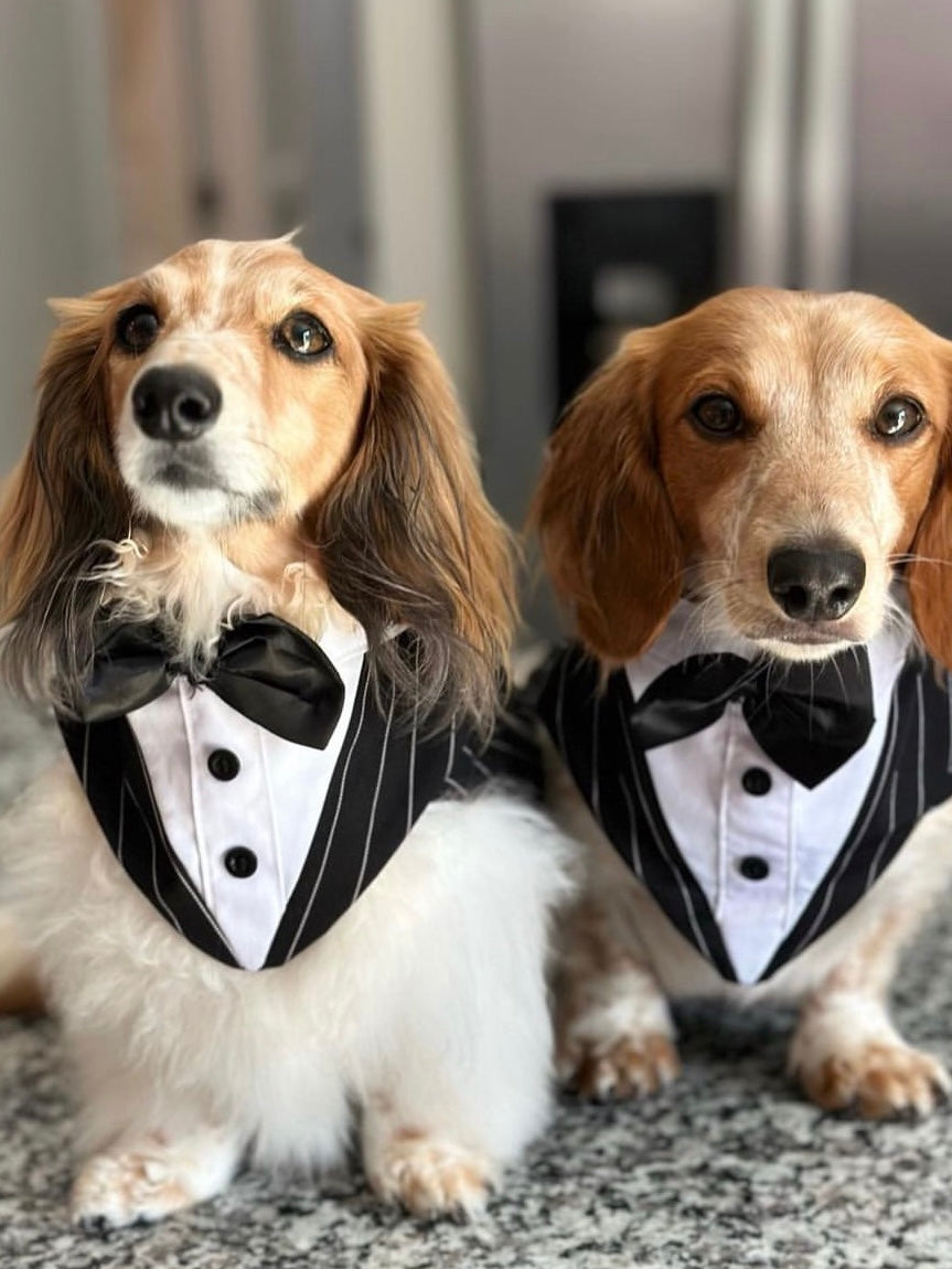 Wedding Dogs Tuxedo Set