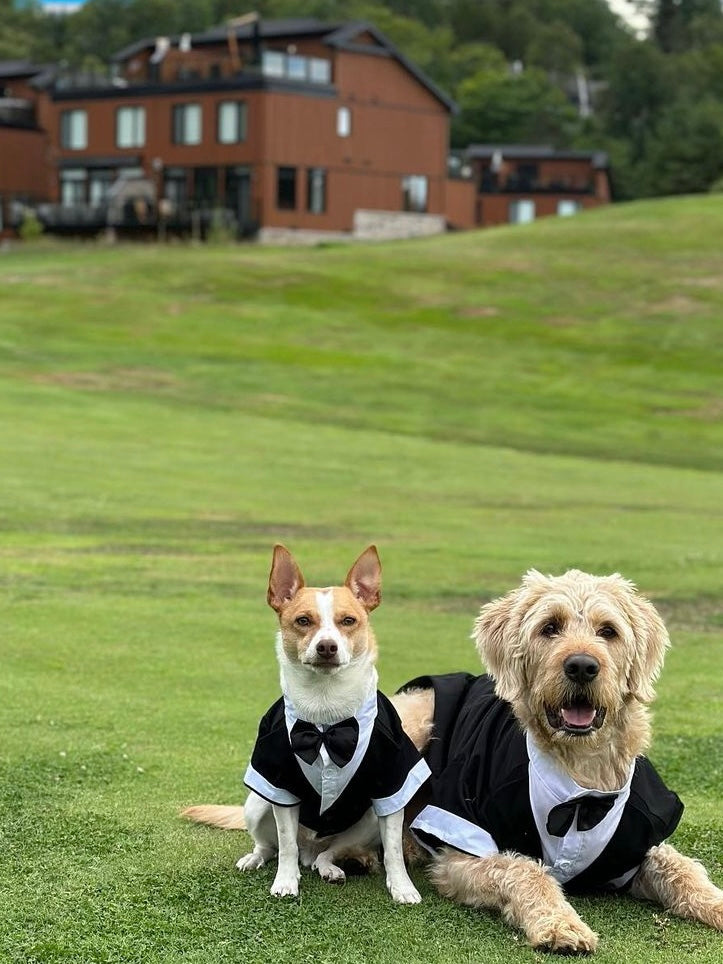 Wedding Dogs Tuxedo Set