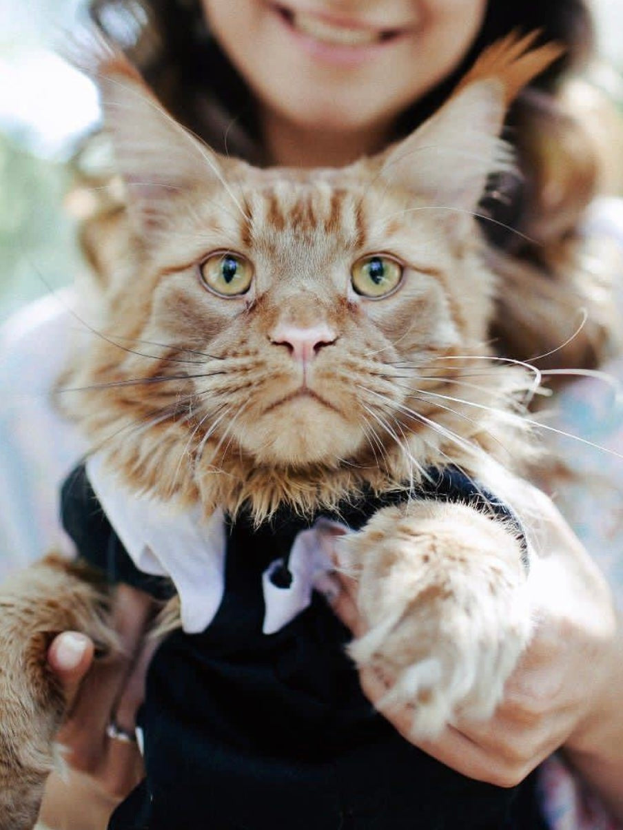 Wedding Pet Cat Wedding Tuxedo Bow Tie Bandana