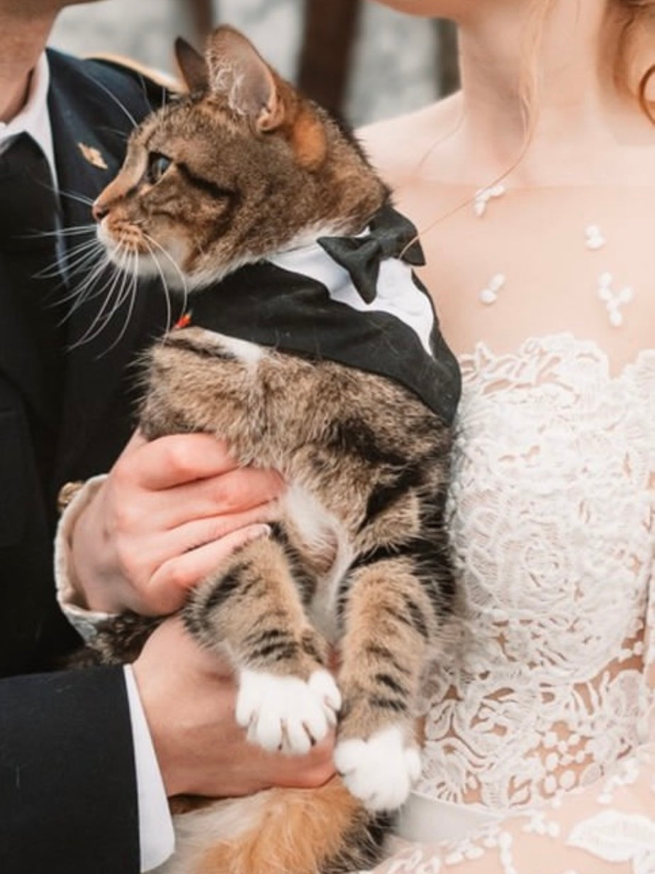 Wedding Pet Cat Wedding Tuxedo Bow Tie Bandana