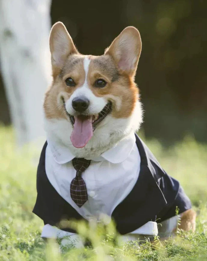 Dog Tuxedo  Suit ｜Free Tie