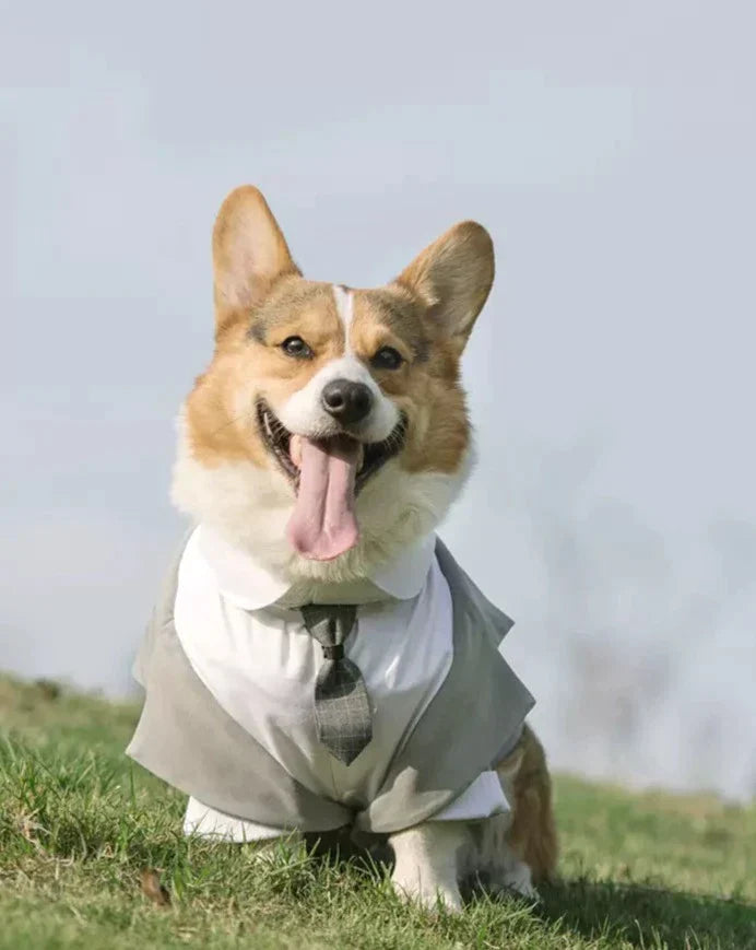 Dog Tuxedo  Suit ｜Free Tie