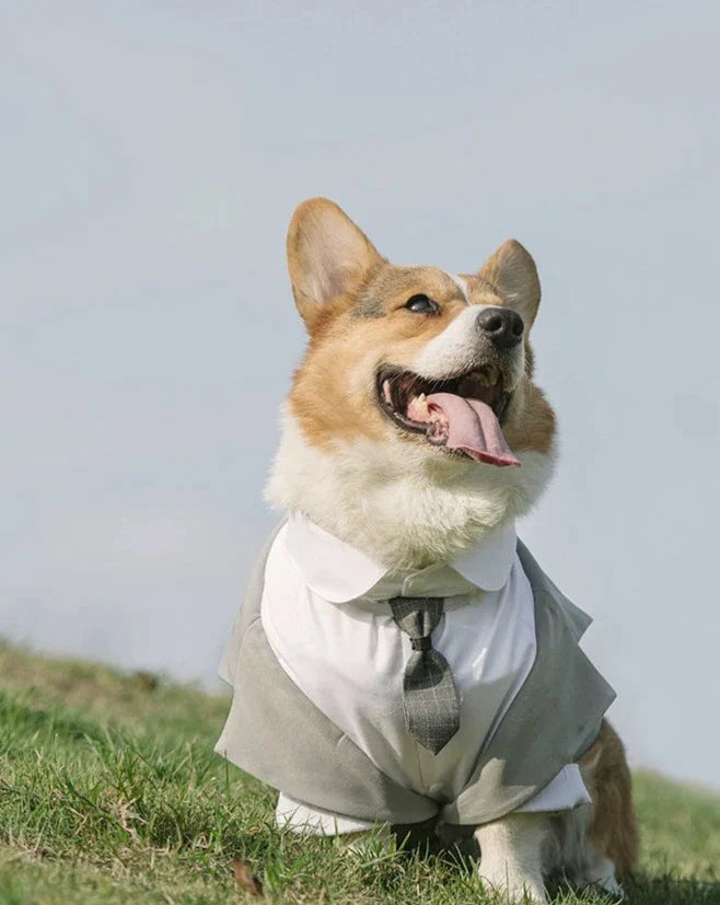 Dog Tuxedo  Suit ｜Free Tie