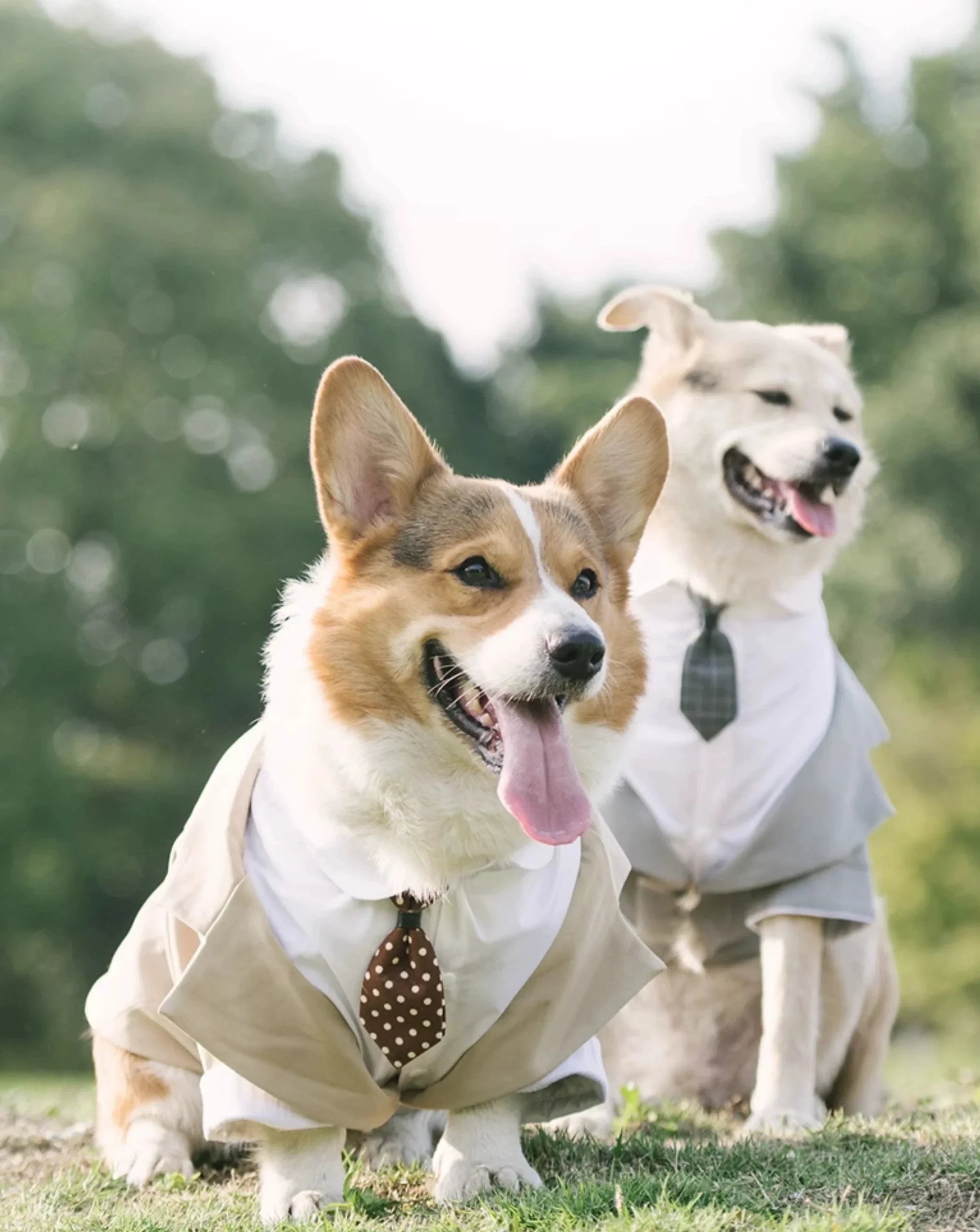 Dog Tuxedo  Suit ｜Free Tie