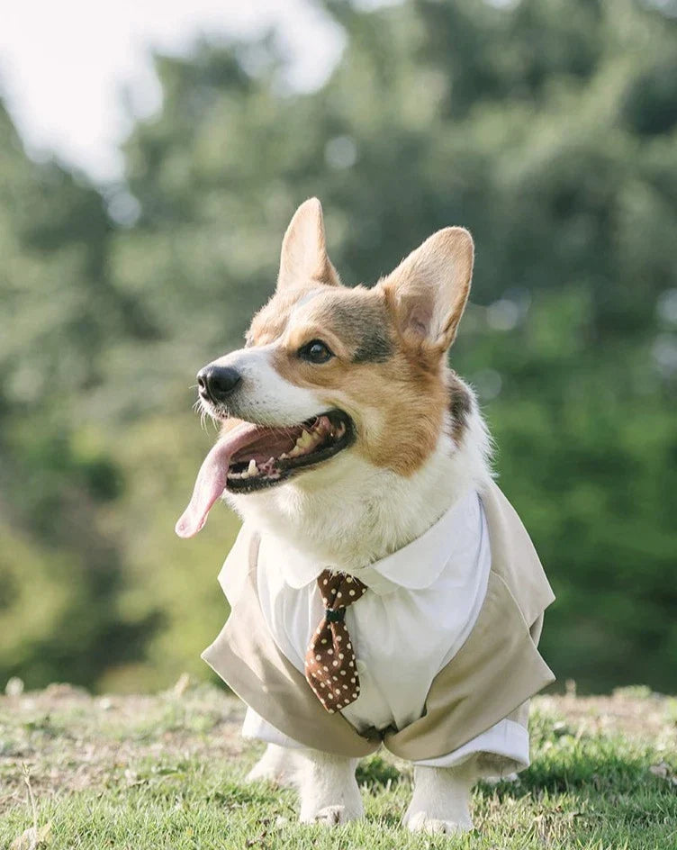 Dog Tuxedo  Suit ｜Free Tie