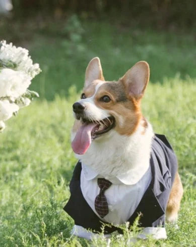 Dog Tuxedo  Suit ｜Free Tie