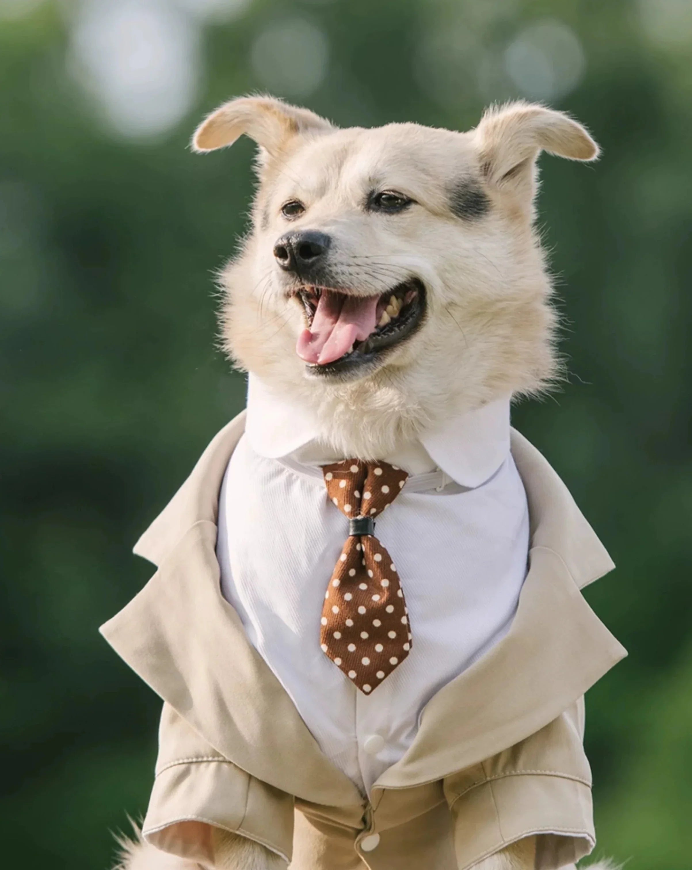 Dog Tuxedo  Suit ｜Free Tie